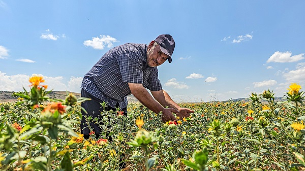 Foto - Hasat yaklaştıkça nereye satacağını araştırıyor! İnternetten araştırdı ilk kez ekti