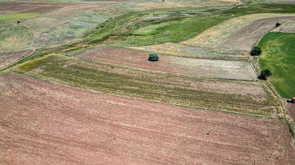 Foto - Hasat yaklaştıkça nereye satacağını araştırıyor! İnternetten araştırdı ilk kez ekti