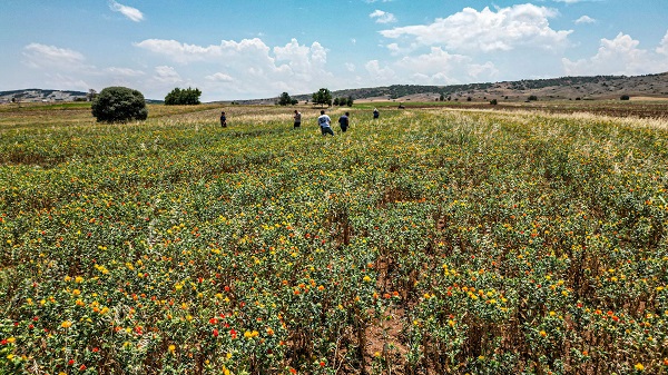 Foto - Hasat yaklaştıkça nereye satacağını araştırıyor! İnternetten araştırdı ilk kez ekti