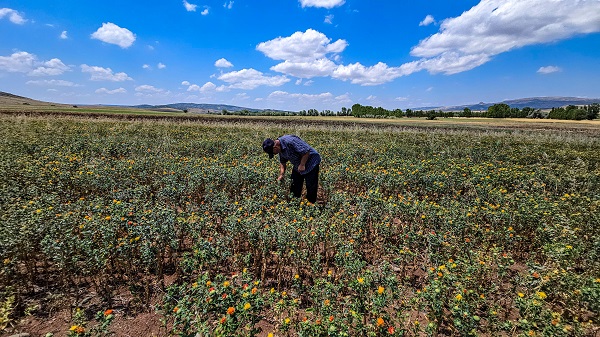 Foto - Hasat yaklaştıkça nereye satacağını araştırıyor! İnternetten araştırdı ilk kez ekti