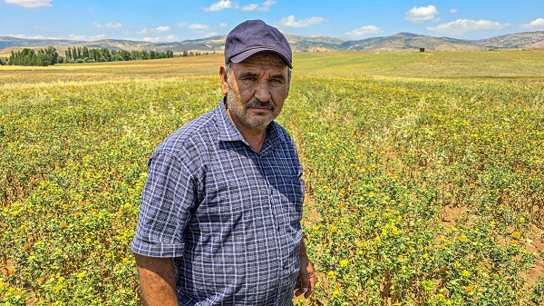 Foto - Hasat yaklaştıkça nereye satacağını araştırıyor! İnternetten araştırdı ilk kez ekti