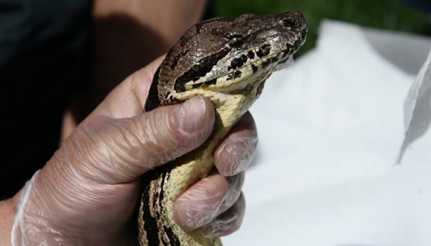 Foto - Hastalanan dev yılana nefes kesen operasyon