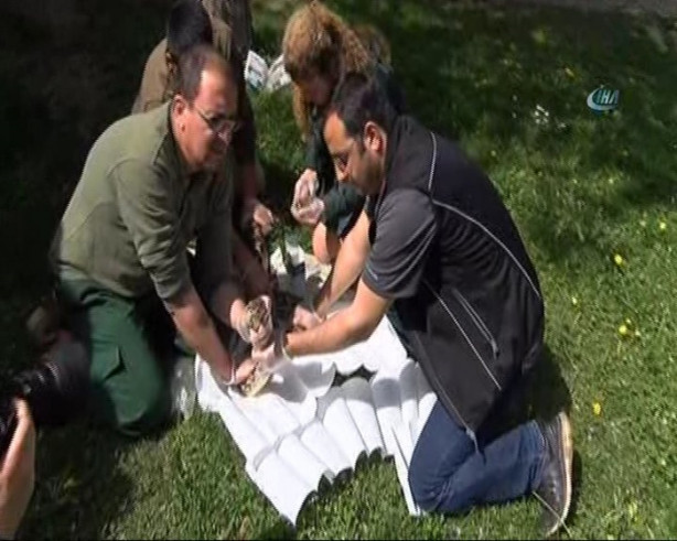 Hastalanan dev yılana nefes kesen operasyon