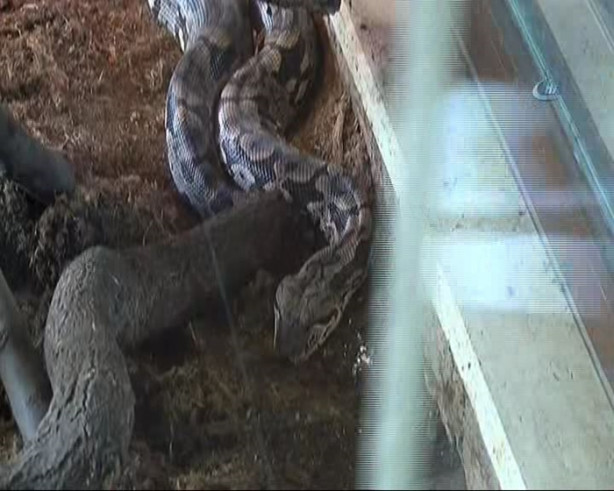 Foto - Hastalanan dev yılana nefes kesen operasyon