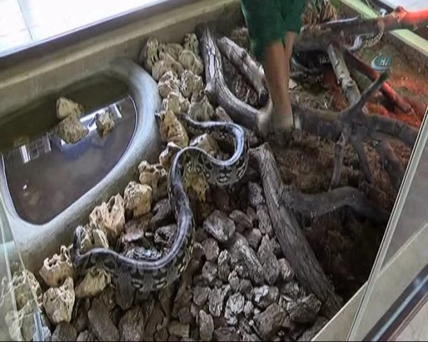 Foto - Hastalanan dev yılana nefes kesen operasyon