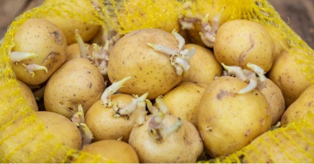 Foto - Hastalığı vücuttan anında atan sebze ortaya çıktı! Yiyen doktorun yolunu bilmiyor