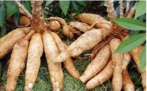 Foto - Hastalığı vücuttan anında atan sebze ortaya çıktı! Yiyen doktorun yolunu bilmiyor