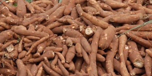 Foto - Hastalığı vücuttan anında atan sebze ortaya çıktı! Yiyen doktorun yolunu bilmiyor