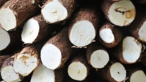 Hastalığı vücuttan anında atan sebze ortaya çıktı! Yiyen doktorun yolunu bilmiyor