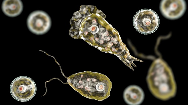 Hastalığın tedavisi yok! Bu amip insan beyni yiyor