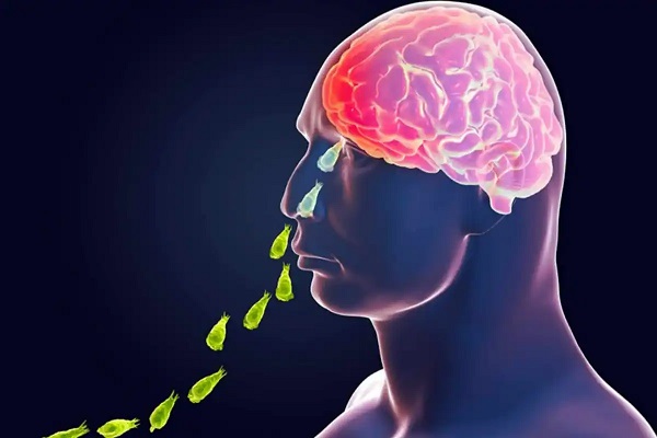 Foto - Hastalığın tedavisi yok! Bu amip insan beyni yiyor