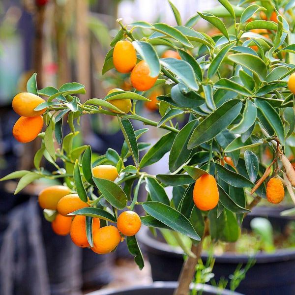 Foto - Hastalık riskini sıfıra düşürüyor! Vücudu baştan aşağı yeniliyor