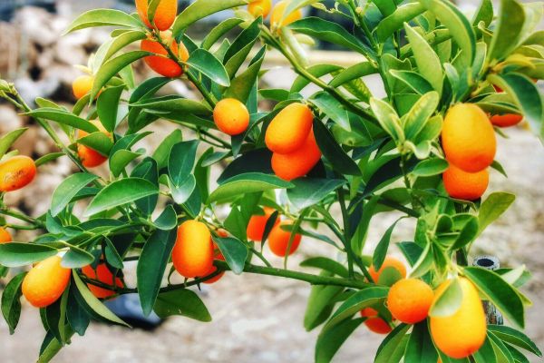 Foto - Hastalık riskini sıfıra düşürüyor! Vücudu baştan aşağı yeniliyor