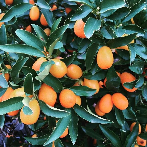 Hastalık riskini sıfıra düşürüyor! Vücudu baştan aşağı yeniliyor