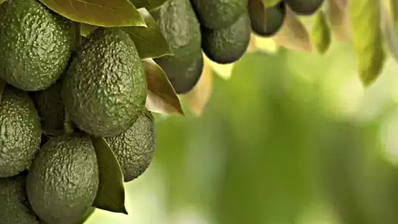 Foto - Hastalıklara karşı koruyucu güç! Her şeyi yok edecek: Kalp, cilt, göz, beyin! İyi gelmediği şey yok! Uzmanı ifade etti