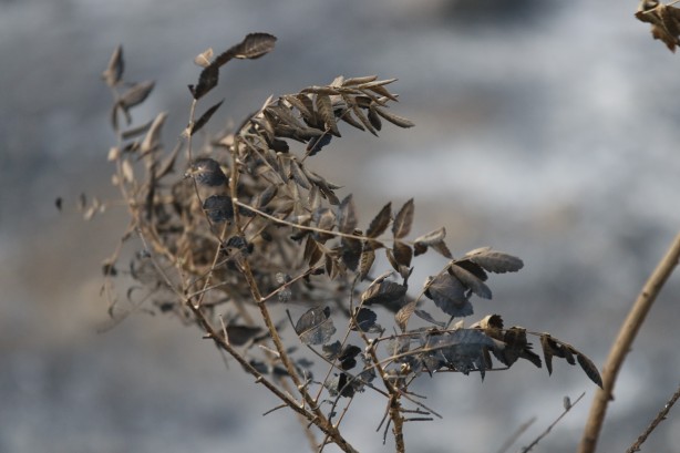 Foto - Hatay'da 1 gün önce başlayan yangın kontrol altına alındı
