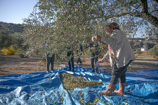 Foto - Hatay'da 270 bin tonun üzerinde zeytin rekoltesi bekleniyor