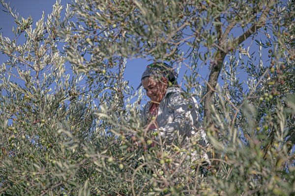 Foto - Hatay'da 270 bin tonun üzerinde zeytin rekoltesi bekleniyor