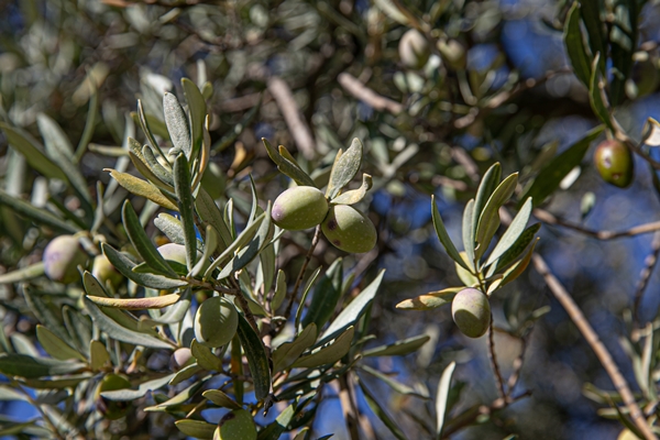 Foto - Hatay'da 270 bin tonun üzerinde zeytin rekoltesi bekleniyor