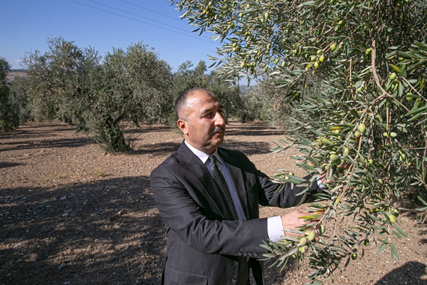 Foto - Hatay'da 270 bin tonun üzerinde zeytin rekoltesi bekleniyor