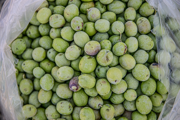 Foto - Hatay'da 270 bin tonun üzerinde zeytin rekoltesi bekleniyor