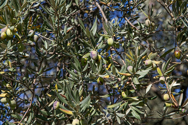 Foto - Hatay'da 270 bin tonun üzerinde zeytin rekoltesi bekleniyor