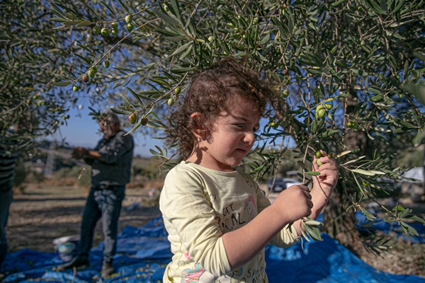 Foto - Hatay'da 270 bin tonun üzerinde zeytin rekoltesi bekleniyor