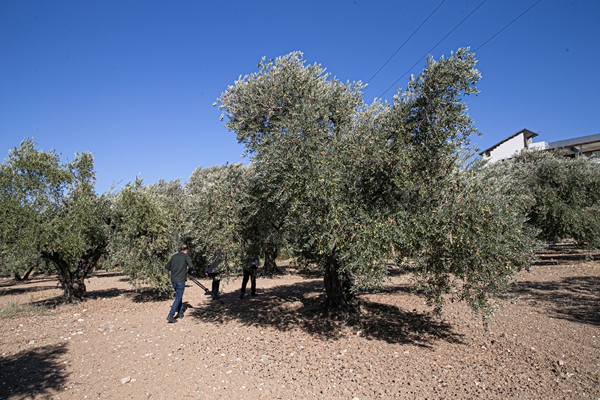 Foto - Hatay'da 270 bin tonun üzerinde zeytin rekoltesi bekleniyor