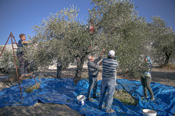 Foto - Hatay'da 270 bin tonun üzerinde zeytin rekoltesi bekleniyor