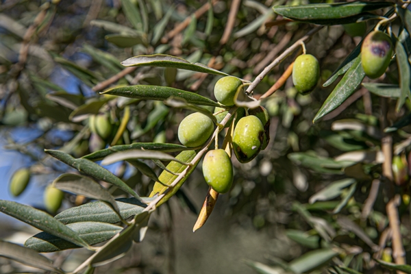 Foto - Hatay'da 270 bin tonun üzerinde zeytin rekoltesi bekleniyor