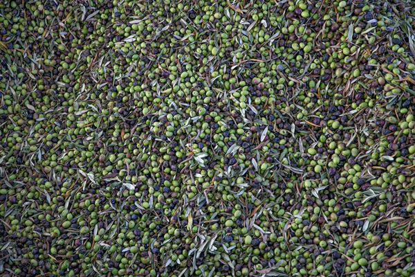 Foto - Hatay'da 270 bin tonun üzerinde zeytin rekoltesi bekleniyor