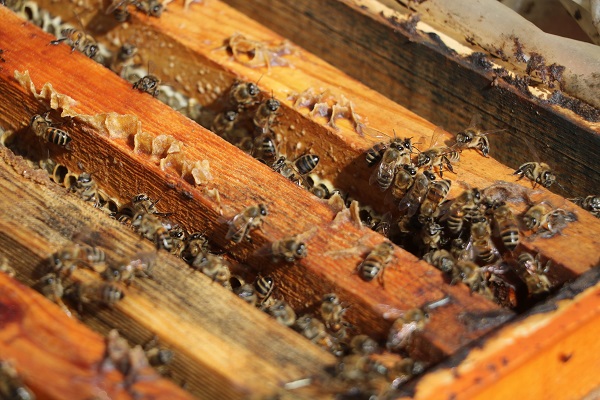 Foto - Hatay'da bal mesaisi erken başladı