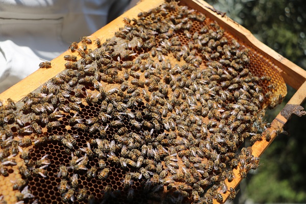 Foto - Hatay'da bal mesaisi erken başladı