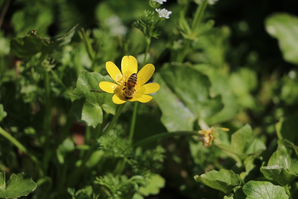 Foto - Hatay'da bal mesaisi erken başladı