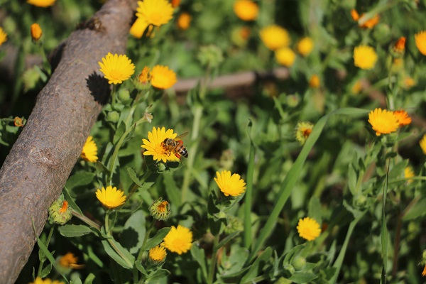 Foto - Hatay'da bal mesaisi erken başladı