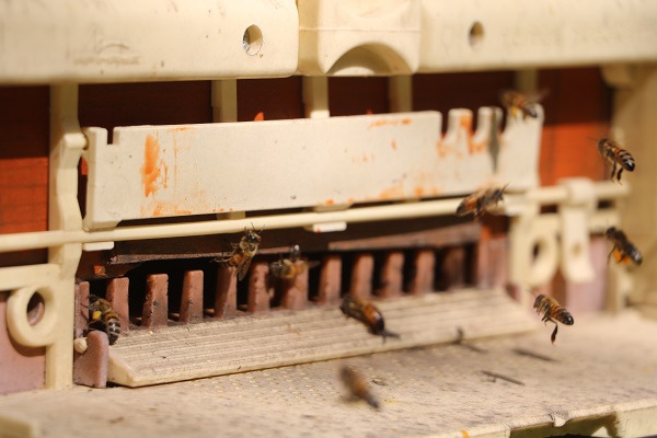 Foto - Hatay'da bal mesaisi erken başladı