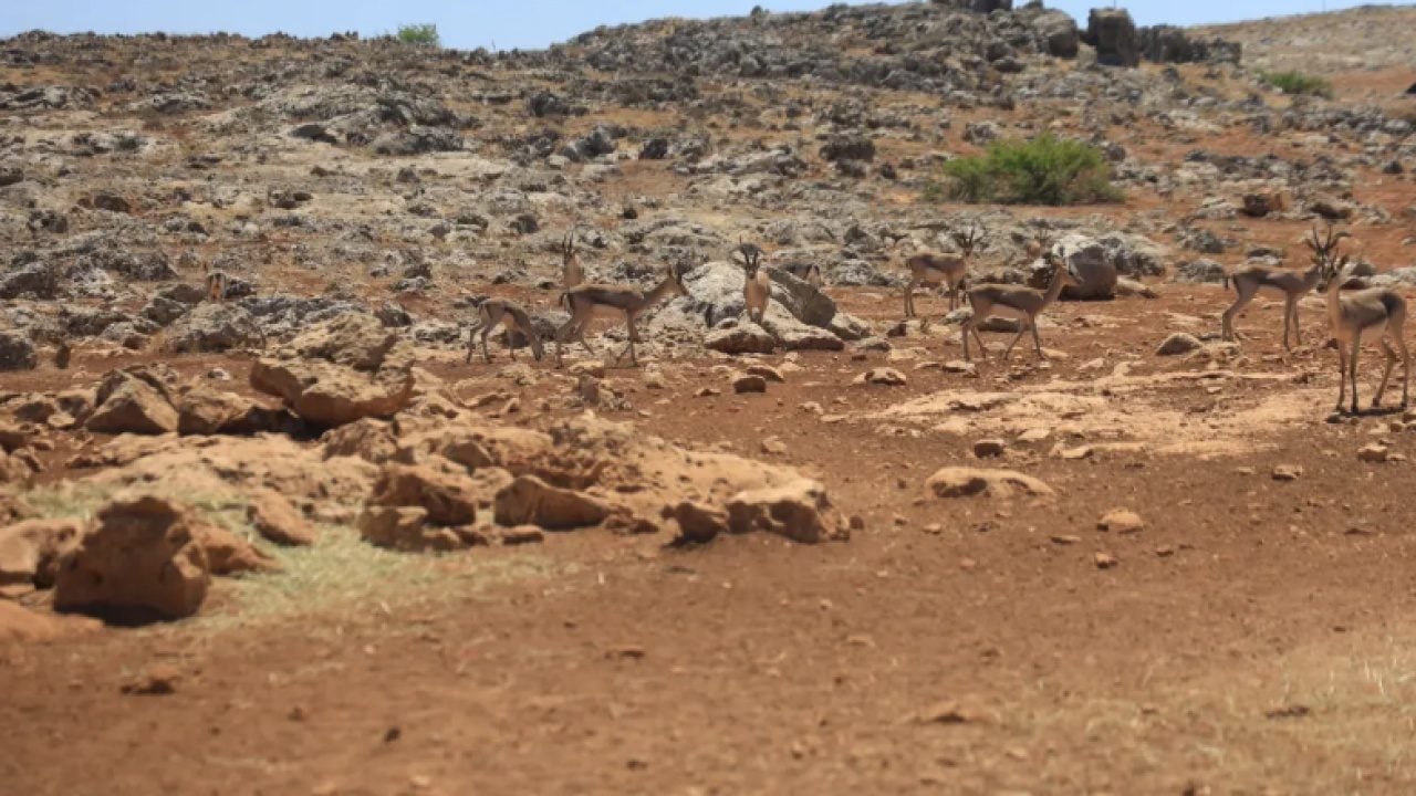 Foto - Hatay'da çiftçiyi şok eden olay: Toprak sürdüğü için ceza yedi!