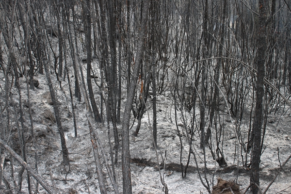 Foto - Hatay'da ormanlık alanda yangın