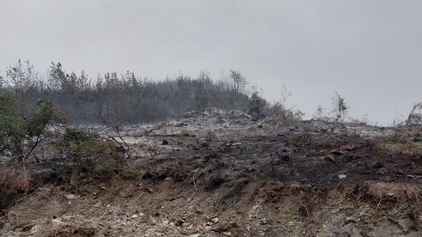 Foto - Hatay'da ormanlık alanda yangın