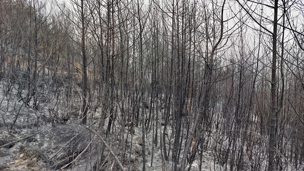 Foto - Hatay'da ormanlık alanda yangın