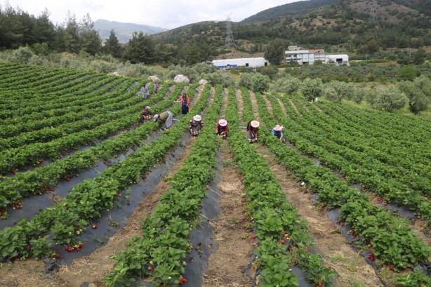 Hatay’ın çileğini ecnebiler yiyor… Yurt içi – yurt dışı satış fiyat farkına inanamayacaksınız