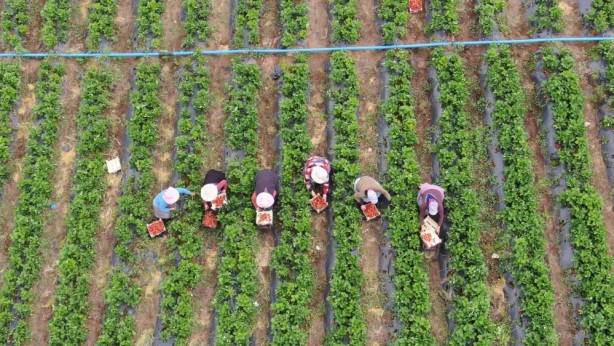 Foto - Hatay’ın çileğini ecnebiler yiyor… Yurt içi – yurt dışı satış fiyat farkına inanamayacaksınız