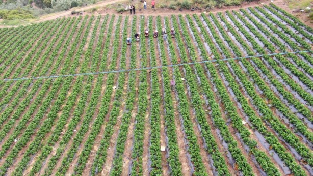 Foto - Hatay’ın çileğini ecnebiler yiyor… Yurt içi – yurt dışı satış fiyat farkına inanamayacaksınız