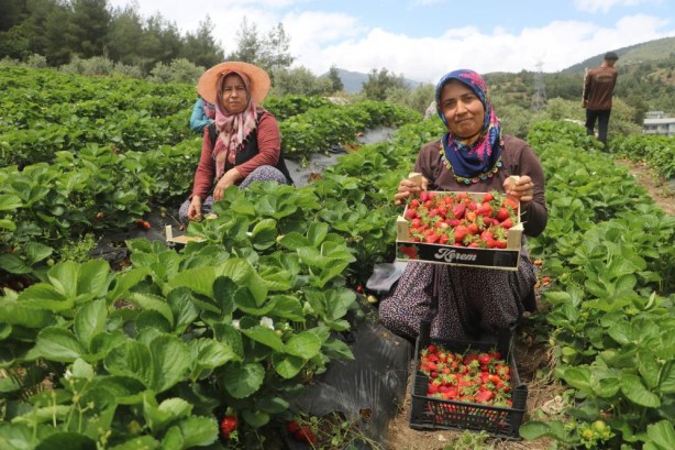 Foto - Hatay’ın çileğini ecnebiler yiyor… Yurt içi – yurt dışı satış fiyat farkına inanamayacaksınız