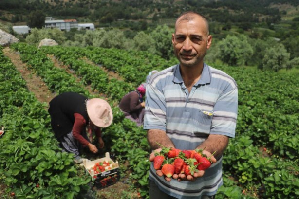 Foto - Hatay’ın çileğini ecnebiler yiyor… Yurt içi – yurt dışı satış fiyat farkına inanamayacaksınız