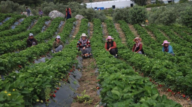 Foto - Hatay’ın çileğini ecnebiler yiyor… Yurt içi – yurt dışı satış fiyat farkına inanamayacaksınız