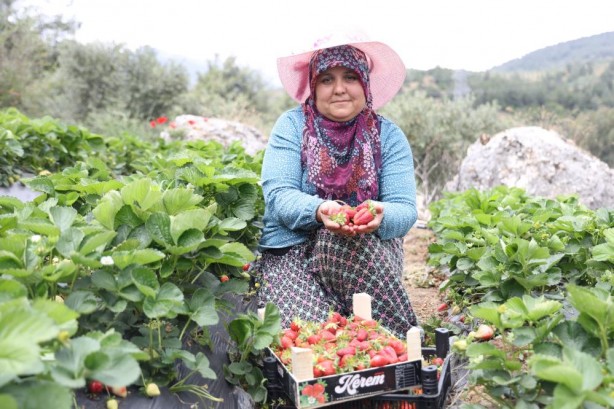 Foto - Hatay’ın çileğini ecnebiler yiyor… Yurt içi – yurt dışı satış fiyat farkına inanamayacaksınız