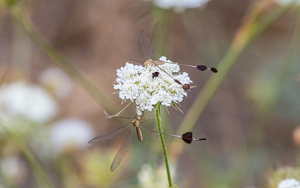 Foto - Hatıra paraların üzerine basıldı! İşte o böcek