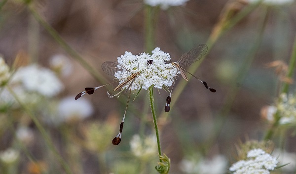 Hatıra paraların üzerine basıldı! İşte o böcek