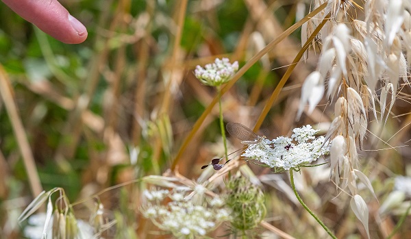 Foto - Hatıra paraların üzerine basıldı! İşte o böcek
